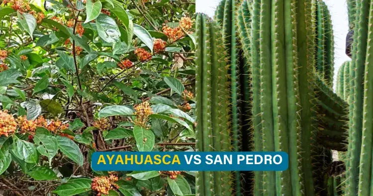 ayahuasca vs san pedro