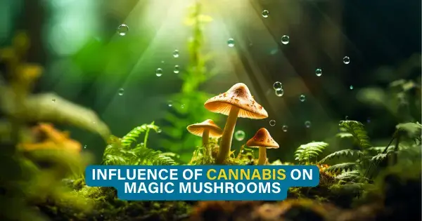 ayahuasca vs magic mushrooms and influence of cannabis
