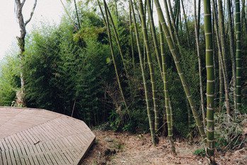 bamboo ayahuasca retreat