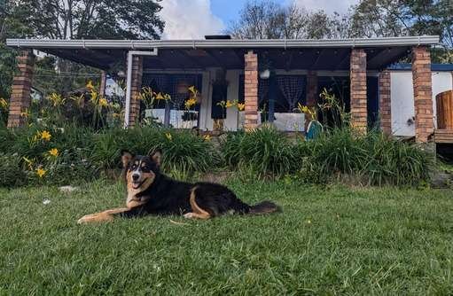 dog ayahuasca retreat colombia
