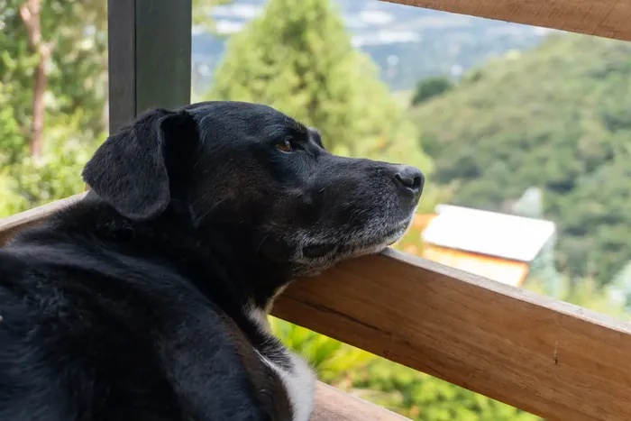 Harmonica Ayahuasca Retreat Colombia Preto the dog Preto the dog resting on the deck railing at La Mata